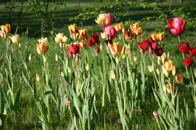 Tulpenmeer bzw. Tulpenpfütze auf Rasenfläche