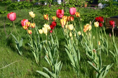 rote, gelbe und rot-gelbe Tulpen dicht zusammen auf einer Rasenfläche