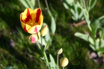 Tulpe in Nahaufnahme