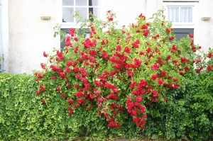 riesiger Rosenbusch mit tausenden roten Blüten